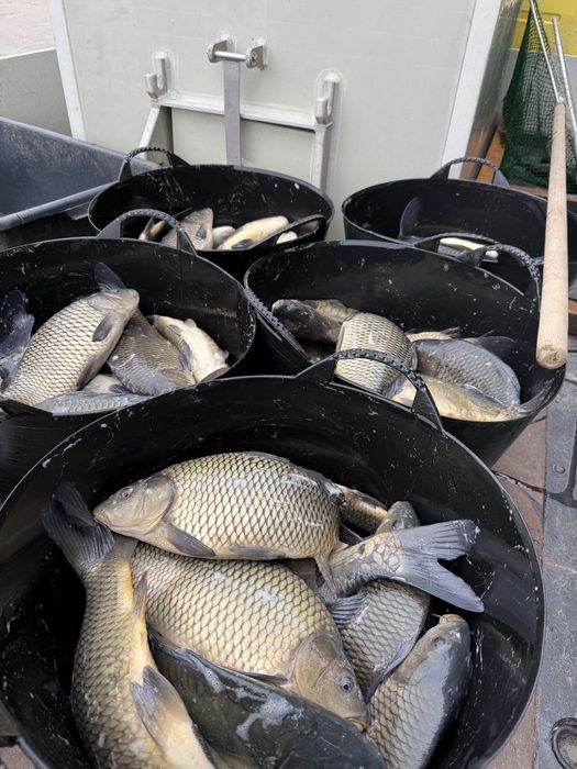 Crap pentru consum sau populat