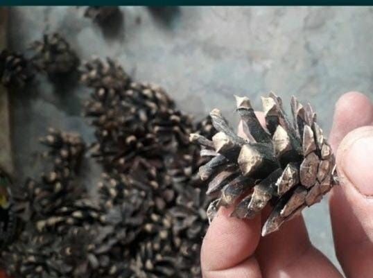 Шишки сосновый .