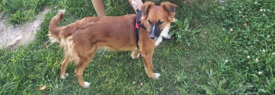 Отдам собаку в хорошие руки