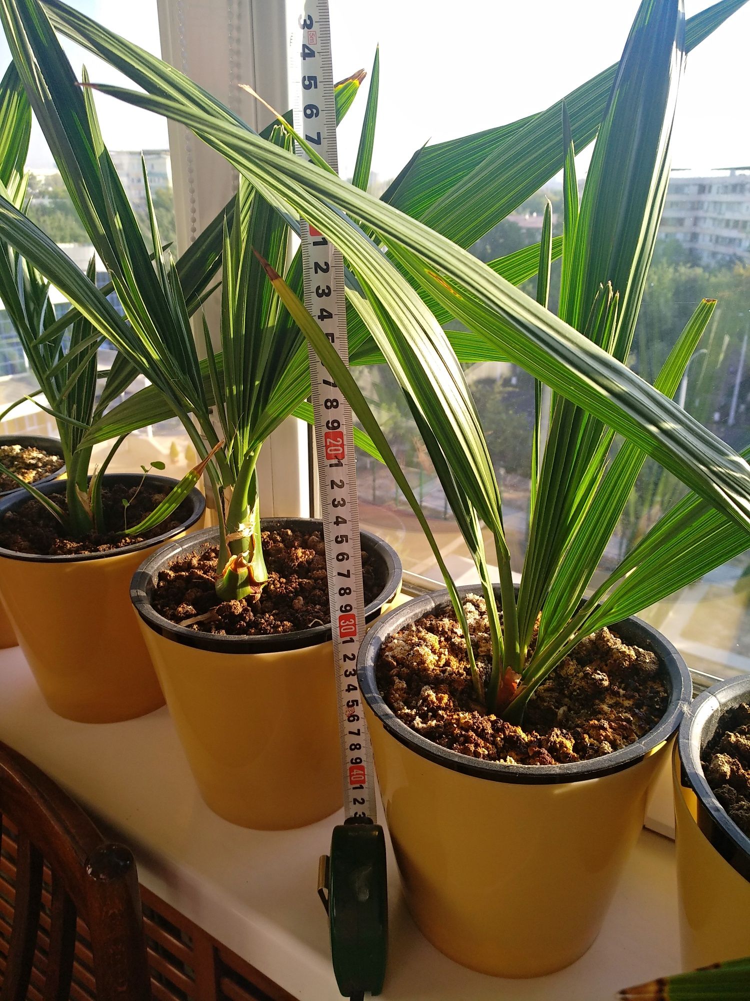 Финиковые пальмочки подросшие в двойных горшках. Высота 25-30 см.