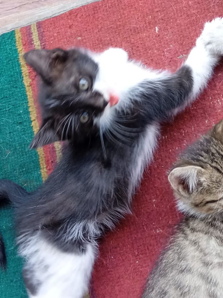 Котята в поиске дома