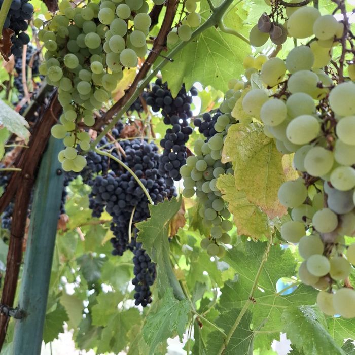 Vand Casa cu curte 851 mp 15 minute de Alexandria