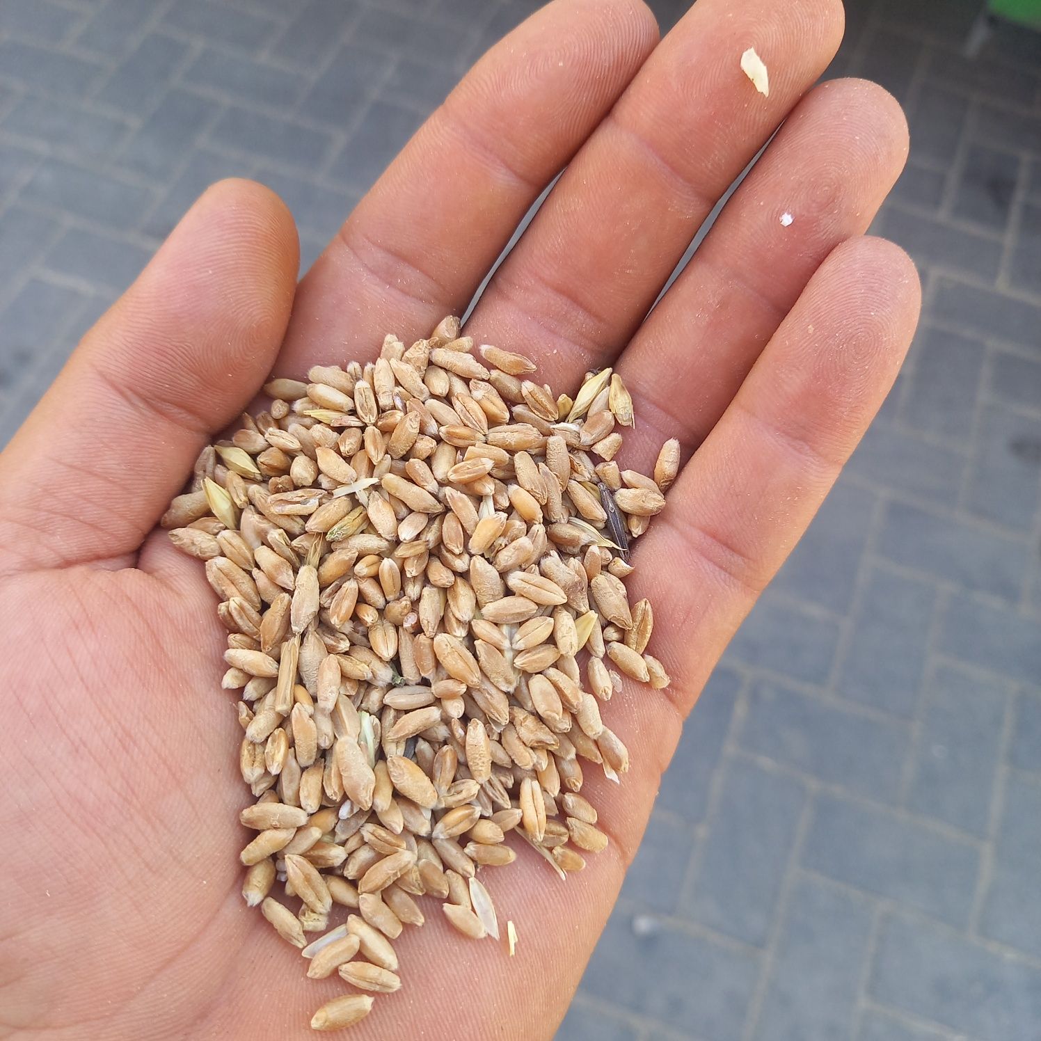 Пшеница,Ячмень,Кукуруза,Отруби