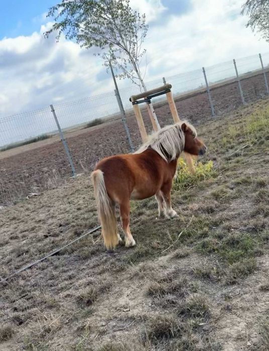 Vand 3 ponei - 2 femele si 1 mascul