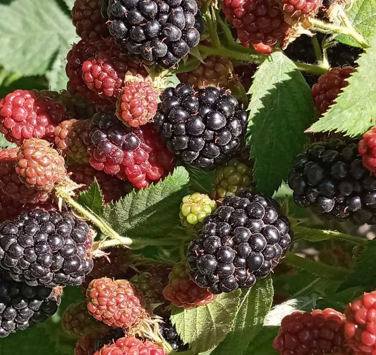 Бутасимон мевали ўсимликлар- Саженцы ягод