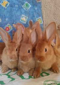 Продаются Бургундские кролики от европейских производителей.