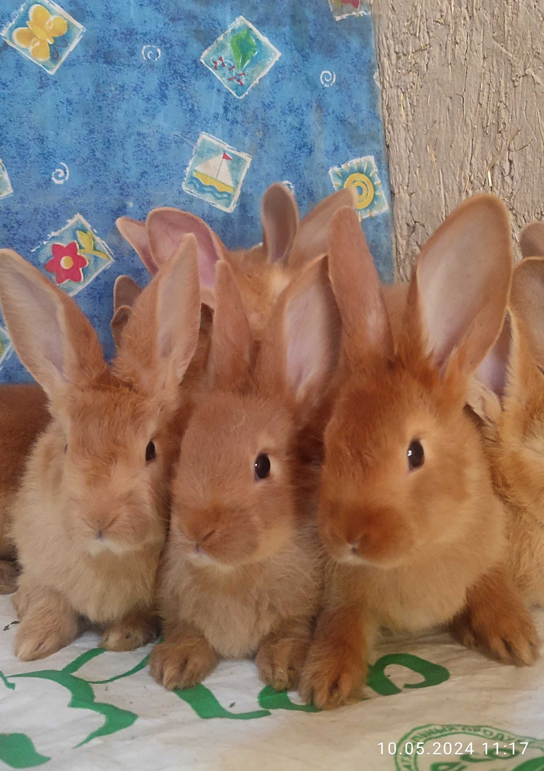 Бургундские кролики от европейских производителей. Куён /Қуён / Quyon