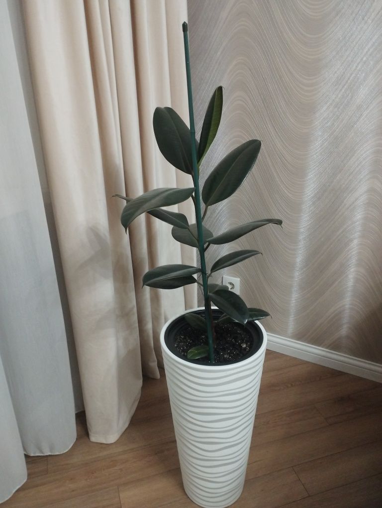 Фикус, сансеверия продам
