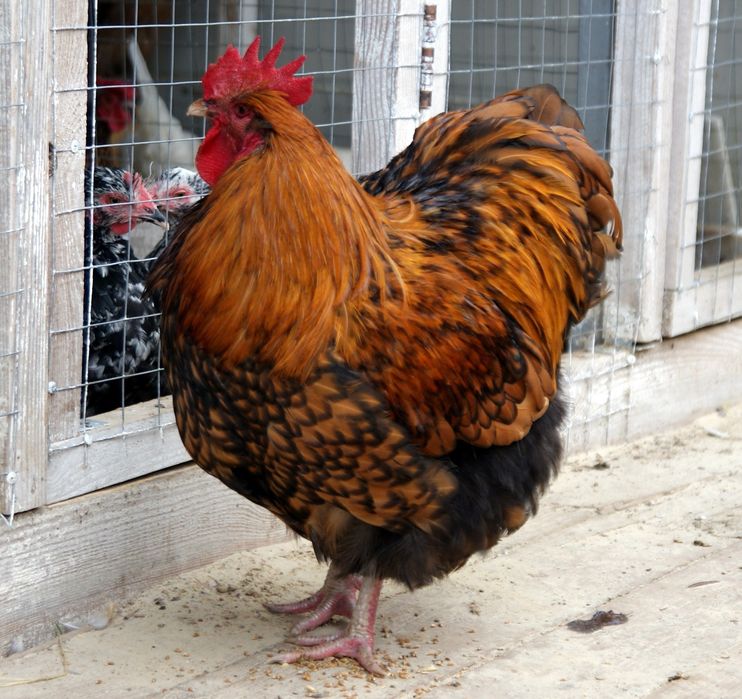 Продам петухов орпингтон медно-окаемленный