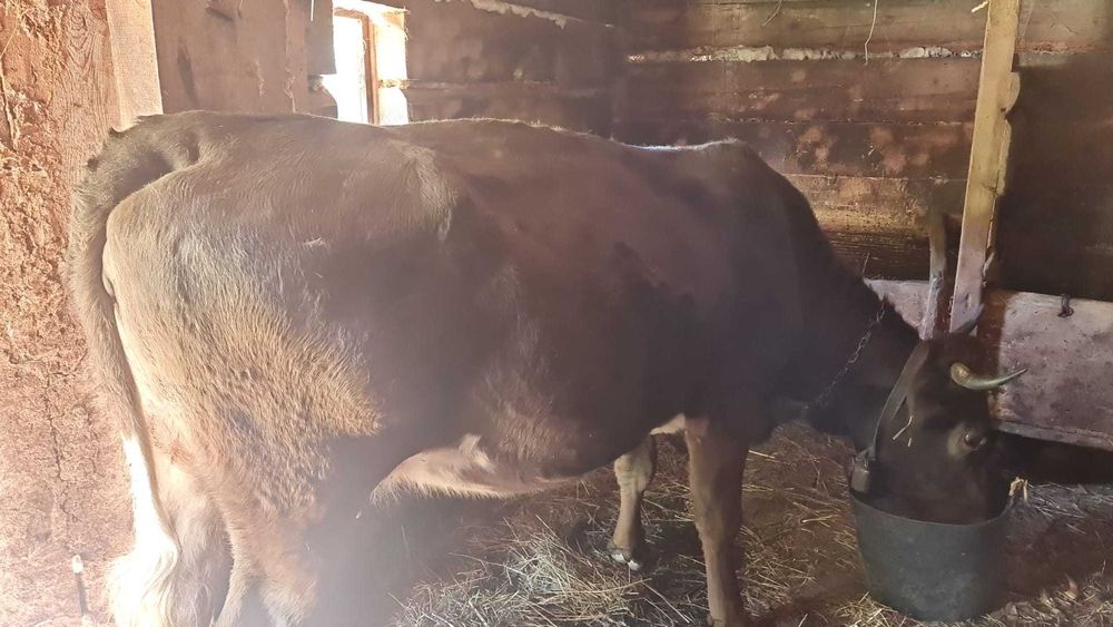 de vanzare vaca gestanta cu al treilea vitel luna asta trebuie sa fete