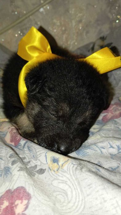 Ищем любящих хозяев