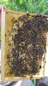 Пчелопакеты, пчёлы породы Карпатка