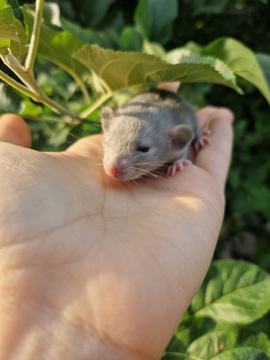 Декоративные крысы
