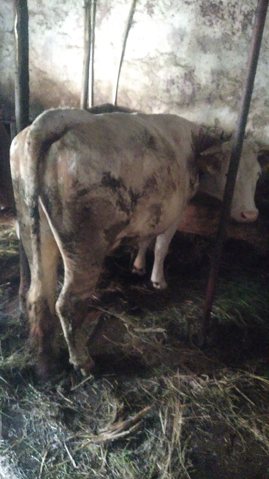 Vacă rasa bălțată romanească