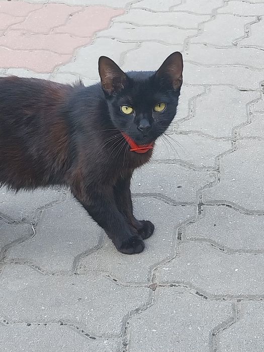 Donez pisicute dragalașe