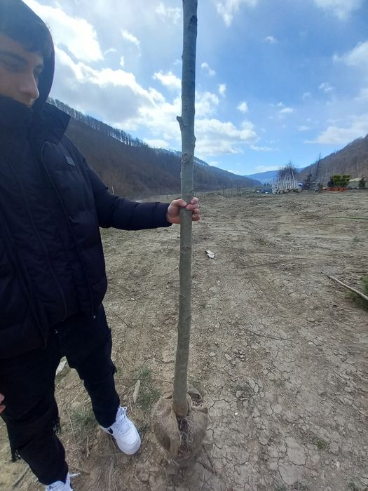 Copaci ornamentali mesteacăn tei platani