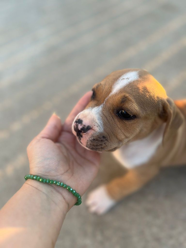 Pui American Bully