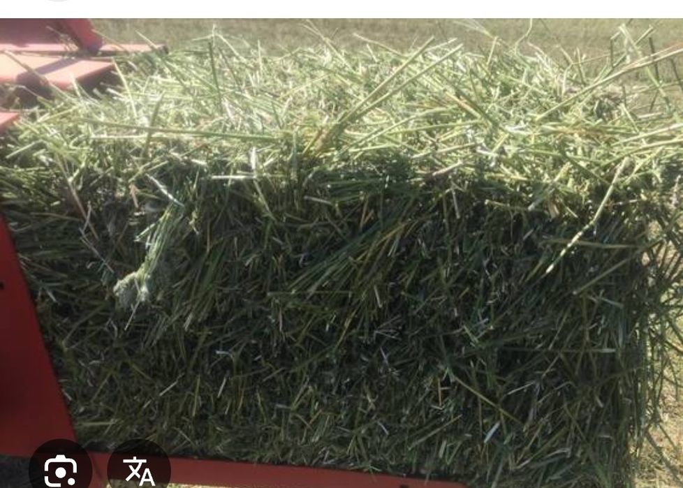 Люцерна, жоңышқа тюк. Шөп