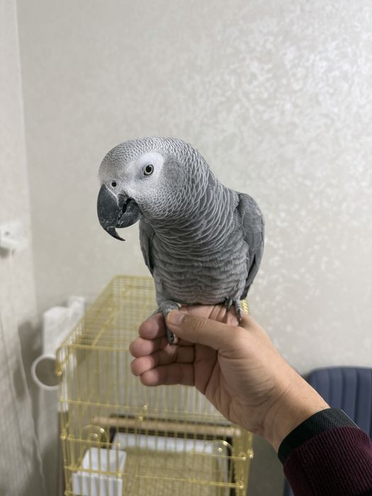 Жако сотилади 2 ёш