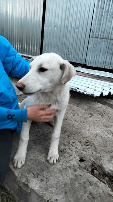 Замечательному парню Левушке нужен дом