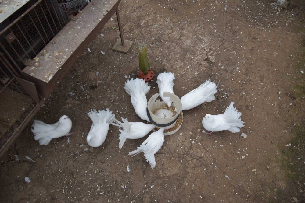 Гълъби - бели фенерлии