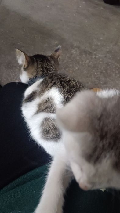 Люотдам красивых котят