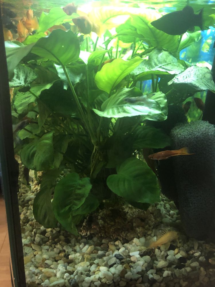 Plante anubias  acvariu