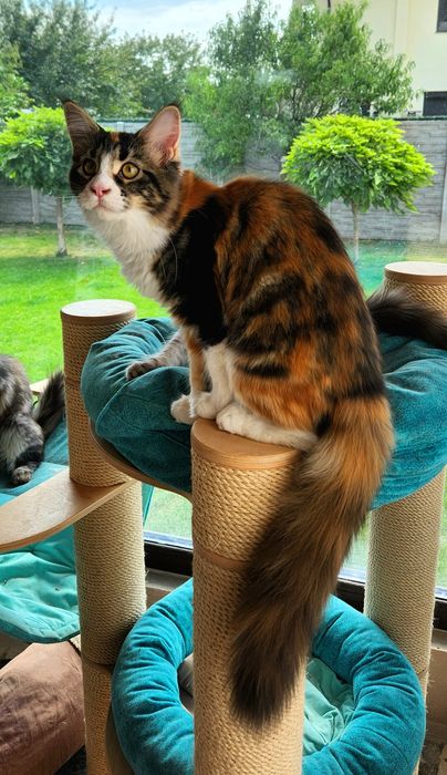 Pisică Maine Coon- superba Freea