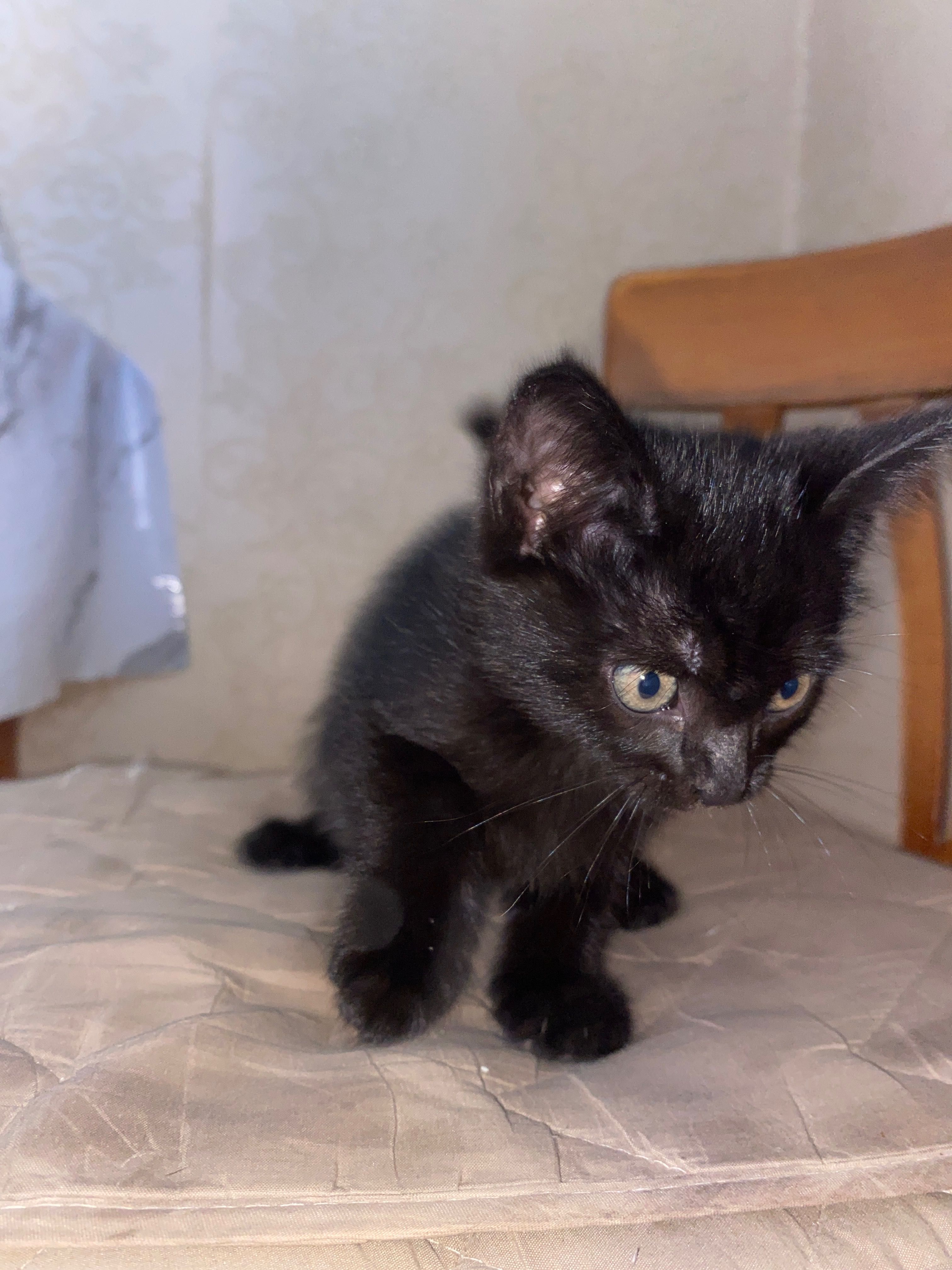Кошешка 1,5 месяцев