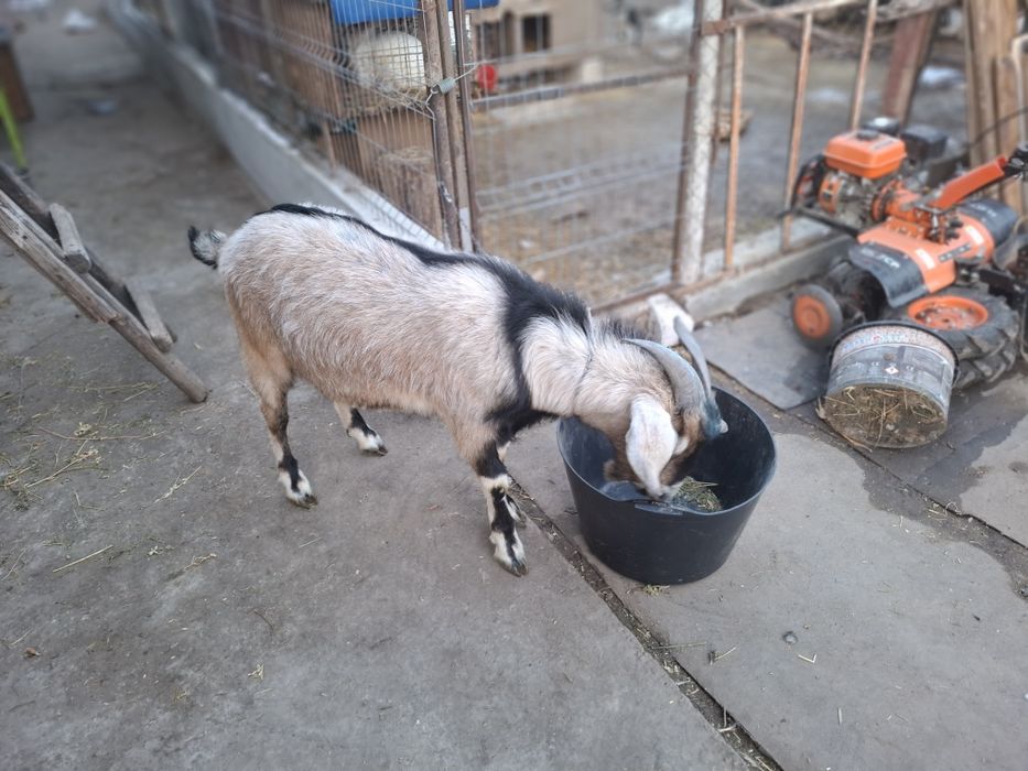 Vand sau schimb angolo nublian