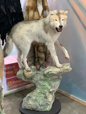 Чучело Полярный Волк