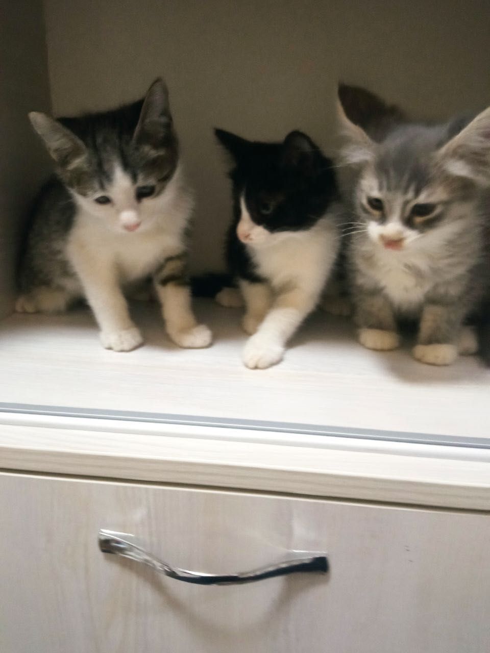 Бесплатно котята