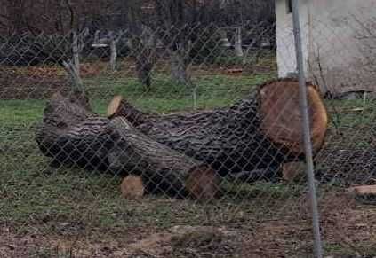 Орехов материал - наскоро отрязано дърво в добро състояние