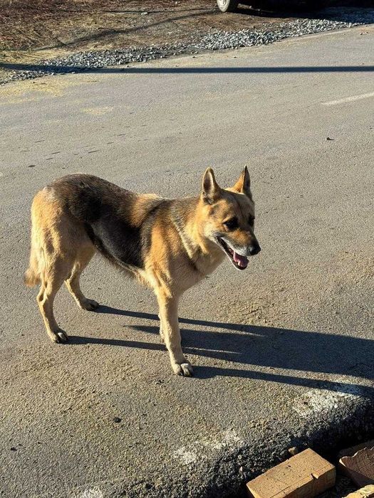 Чья овчарка? Хозяин, забери!