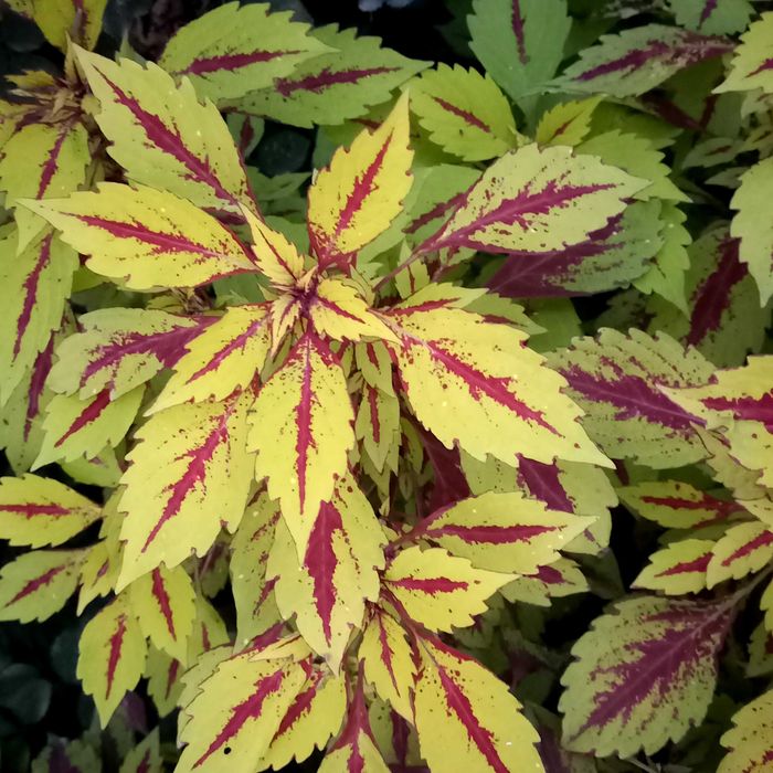 Колеус вегетативный