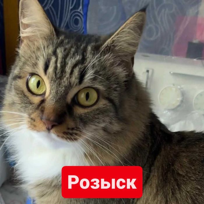 Пропала кошка в р-не ул.Добролюбова