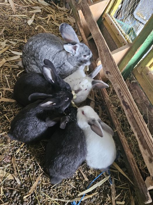 Iepurași de vanzare