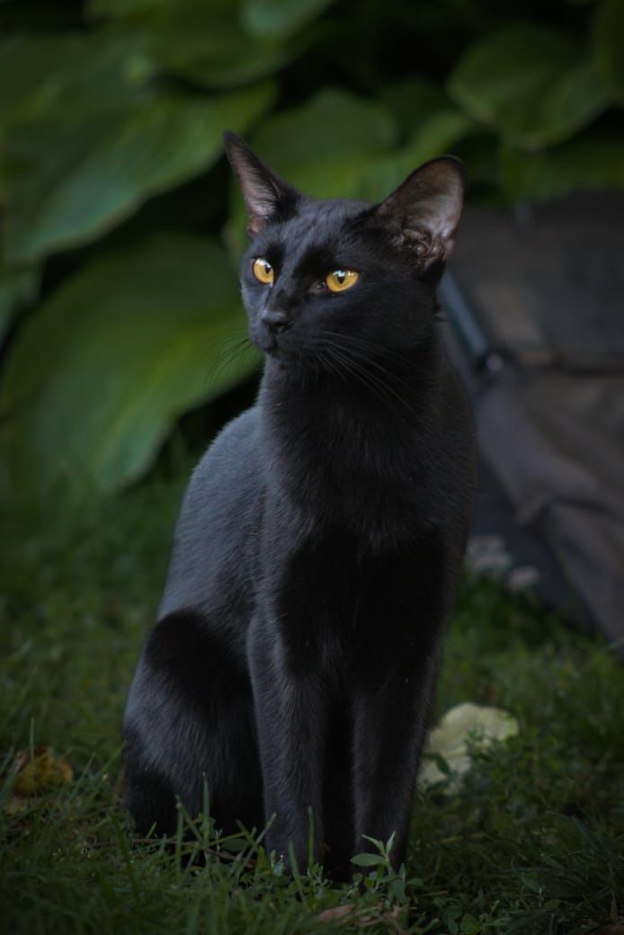 Чаузи аббисинцы коты