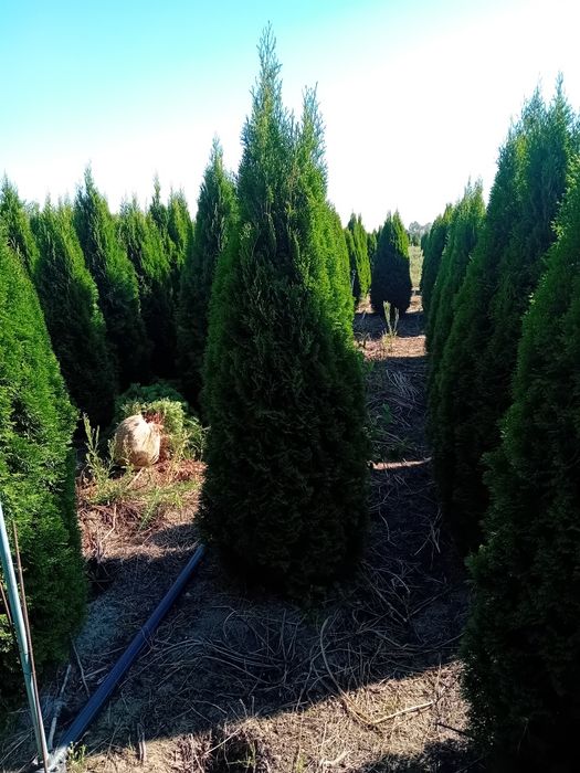 Vând tuia thuja smaragd diferite dimensiuni