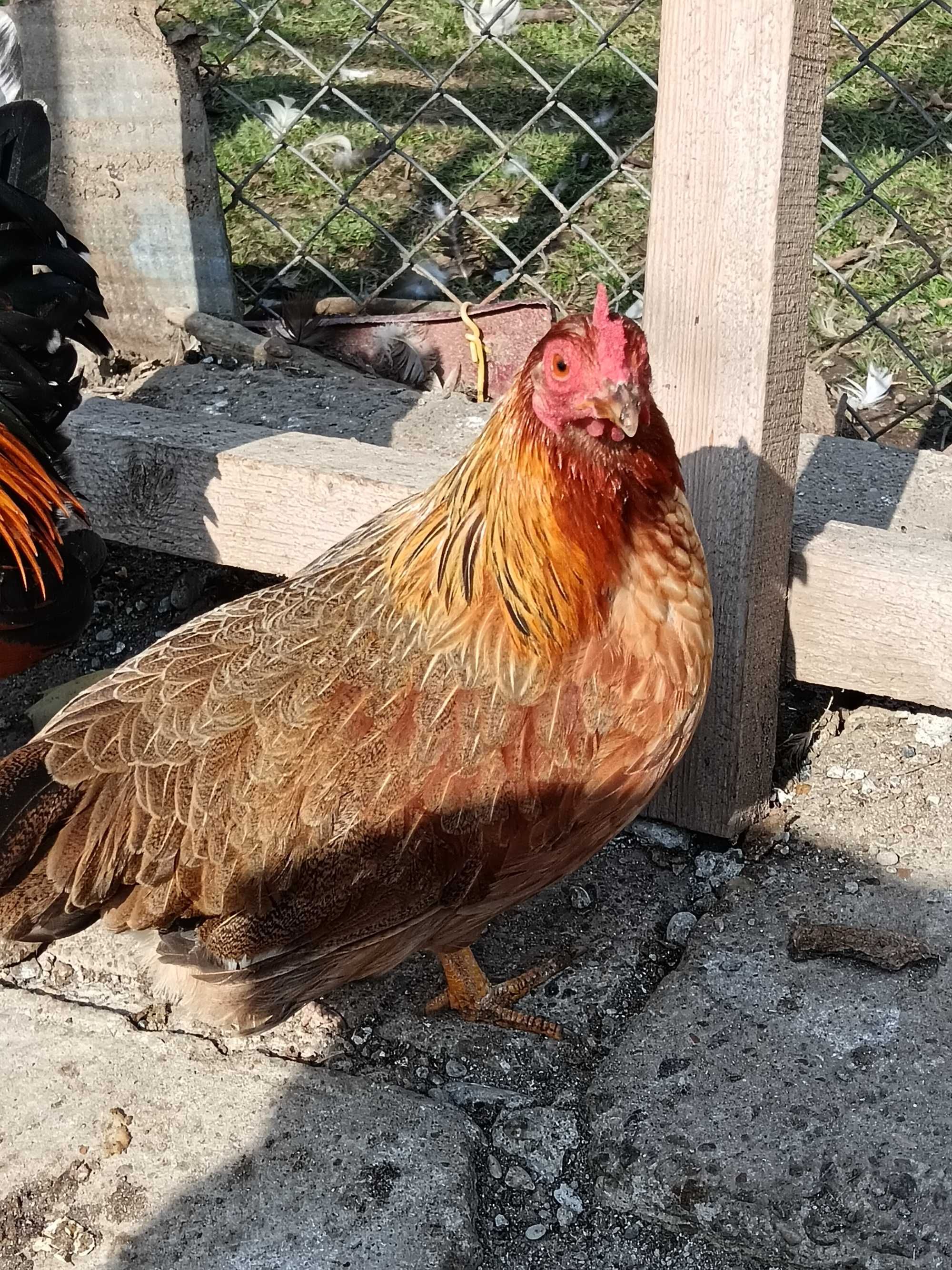Vând găini pitice diferite vârste și culori