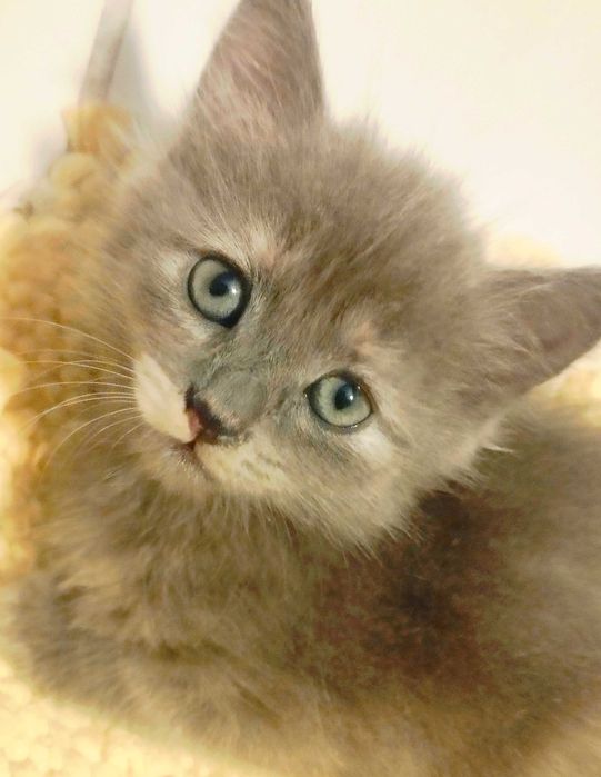 Printesa  blue/crem  pretioasa si rarisima cauta Om