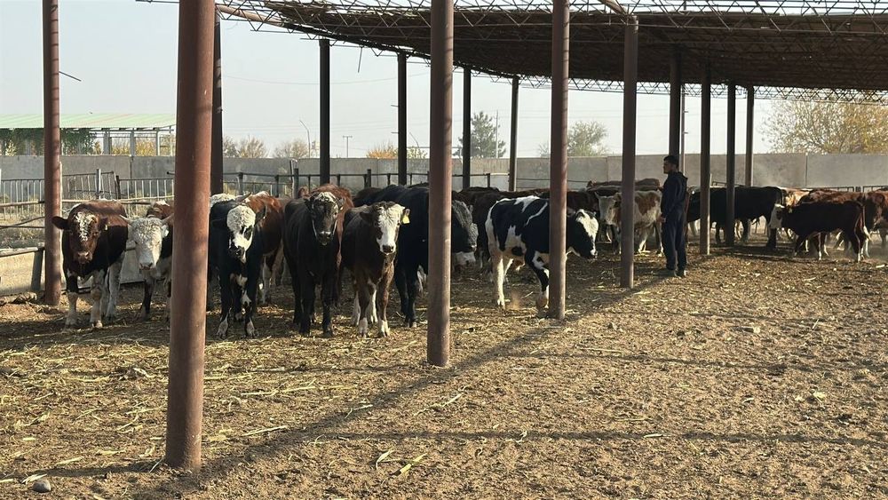 Россиядан обкелинганган хуккизлар 60та