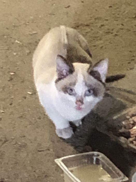 Котята ищут свой дом и добрых хозяевов