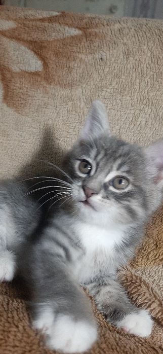 Котята в заботливые руки