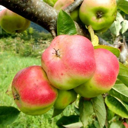 Pomi Fructiferi  Deosebiti  soiuri de mar  apistar