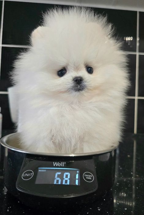 Pomeranian pedigree FCI - Top calitate