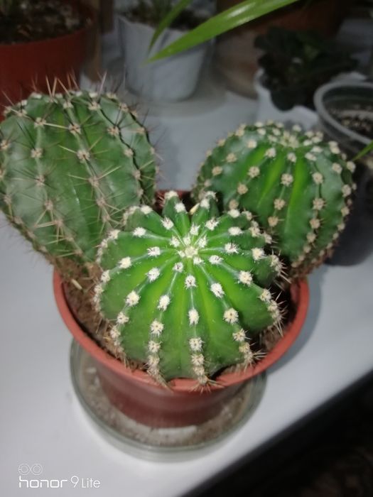 Кактус 3 штуки в одном горшке, 1500т