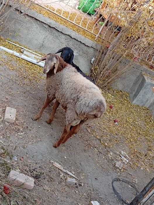 Qo'y sotiladi kattasi 4 700, kichigi 3200