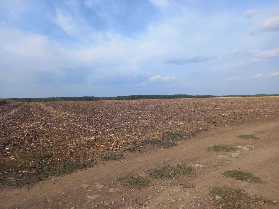 Teren extravilan Dascalu, 10.000 mp