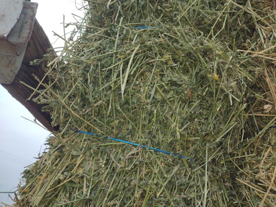 Vând baloți de lucernă verde măruntă